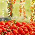 Best Certificate of Goji Berry